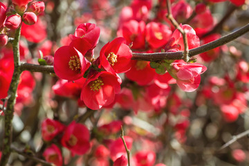 Chaenomeles japonica springtime flowers 