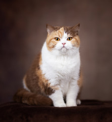 Imposante Britisch Kurzhaar Katze in cinnamon tortie white