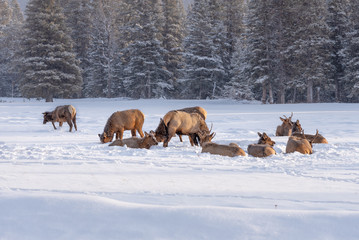 Naklejka premium Elk in Snowy Meadow in Banff National Park, Alberta, Canada