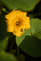 Bee on the yellow flower in the garden. Summer scenery.