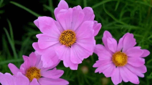 Pink cosmos flowers blown by the wind during the daytime. full hd 59.94 fps