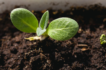 Young green sprouts of artichoke, soft focus