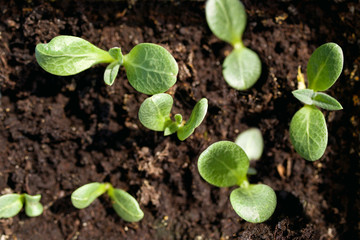 Young green sprouts of artichoke, soft focus