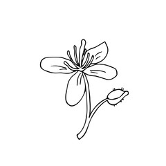 Naklejka premium A celandine flower in doodle style. Hand drawn vector illustration in black ink on white background. Isolated outline.