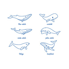 Cartoon whale sketch line icon. Different type of whale - sperm whale, blue whale, humpback whale, polar whale, beluga. © Lili Kudrili