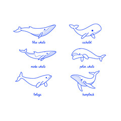 Cartoon whale sketch line icon. Different type of whale - sperm whale, blue whale, humpback whale, polar whale, beluga. - obrazy, fototapety, plakaty