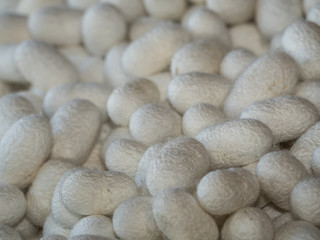 Raw cocoons are raw materials for silk threads