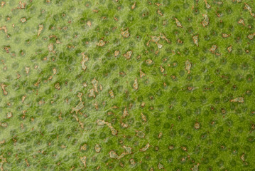 Pummelo is an economic fruit of Asia