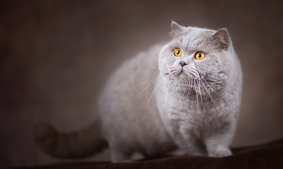 Imposanter und kräftiger BKH Kater in lilac - sehr edel