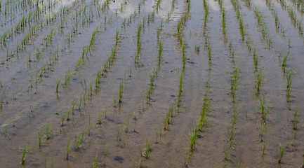 Rice field Fuman Iran