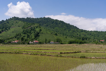 Rice fields near Pareh Sar Iran