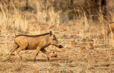 Naklejka na ściany i meble Warthog in South African Game Reserve 