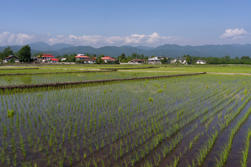 Rice fields Pareh Sar Iran