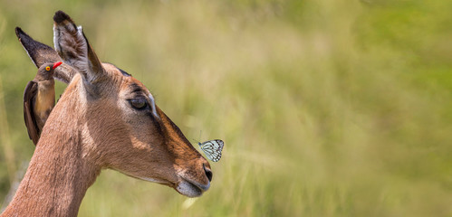 Impala, oxpecker and butterfly 