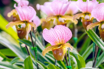 Group of pink yellow lady’s slipper orchid blossom in flower garden