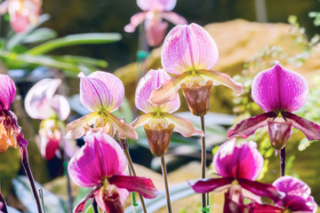 Group of purple pink lady’s slipper orchid blossom in flower garden