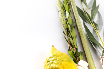 Lulav - set of four species for the Jewish Sukkot festival on white background.