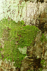 moss and tree bark texture with blurred background in south american nature