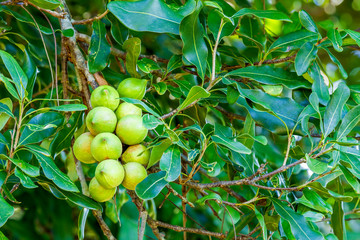 Cluster of fresh macadamia nuts hanging on its tree in fruit orchard