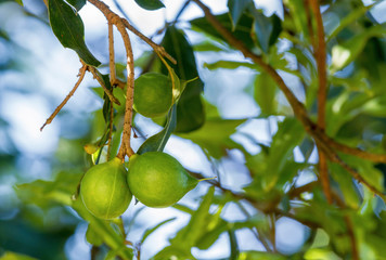 Close up of fresh macadamia nuts hanging on its tree in fruit orchard
