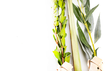 Lulav - set of four species for the Jewish Sukkot festival on white background.