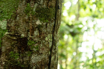 moss and tree bark texture with blurred background in south american nature