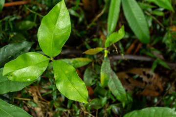 Fototapeta na wymiar green leaves in south american nature