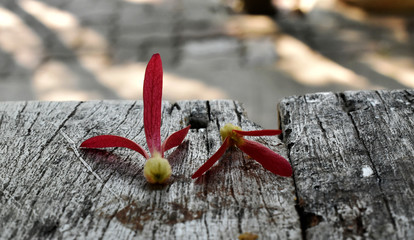 Dark red flowers were arranged on an old gray wooden table.
