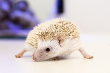 cute baby hedgehog pet on a white table isolated to a white background.