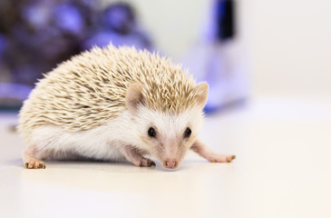 cute baby hedgehog pet on a white table isolated to a white background.