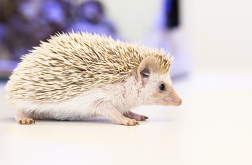 cute baby hedgehog pet on a white table isolated to a white background.