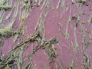 No filter north coast of Latvia. Background with pink sand and yellow grass. Purple sand and old grass at the beach of the Baltic sea. Beach theme natural texture.