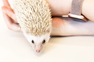 cute baby hedgehog pet on a white table isolated to a white background.
