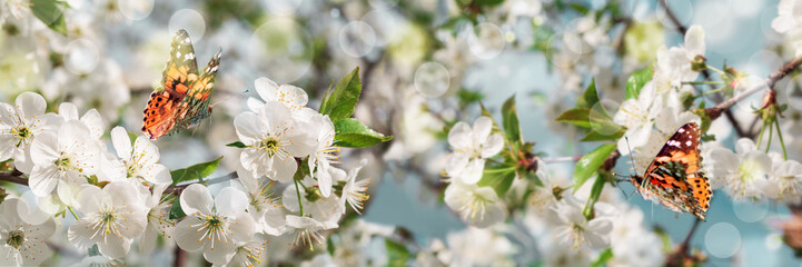 Banner 3:1. Cherry blossom in full bloom with butterflies against blue sky. Spring background. Copy space. Soft focus