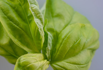 green leaves of basil