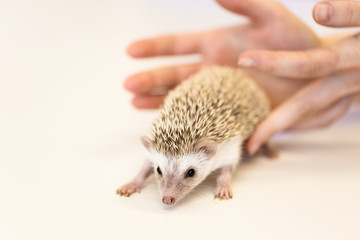 cute baby hedgehog pet on a white table isolated to a white background.