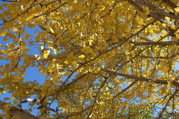 autumn leaves on tree