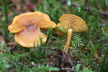 Rugosomyces chrysenteron, known as  Yellow Domecap, mushrooms from Finland