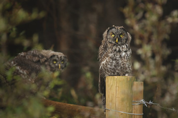 Two juvenile Great Grey Owls perched on fence posts