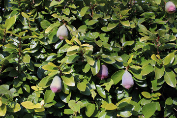 Siepe di Araujia Sericifera