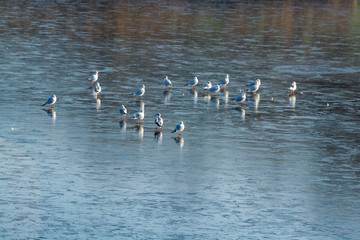 Seagulls resting on frozen lake surface in late winter