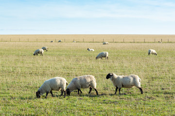 Obraz premium Grazing sheeps eating on the grassland in late summer 1 
