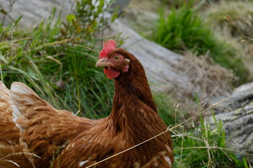 Brown chicken in the grass.