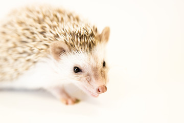 cute baby hedgehog pet on a white table isolated to a white background.