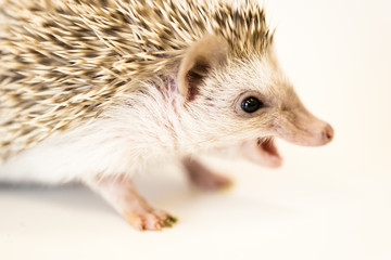 cute baby hedgehog pet on a white table isolated to a white background.