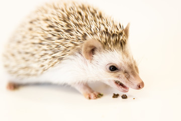 cute baby hedgehog pet on a white table isolated to a white background.