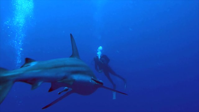 Close encounter with shark, underwater shot