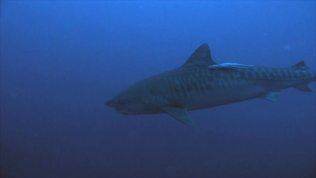 Tiger shark in open water, underwater shot