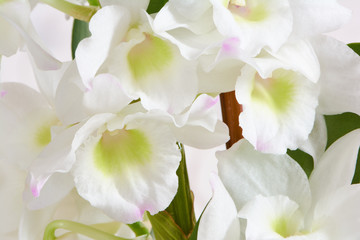 White flowers Dendrobium orchid, living tropical plant. Orchid Dendrobium.Flowers in a botanical garden or flower shop.