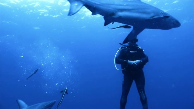 Sharks and scuba diver